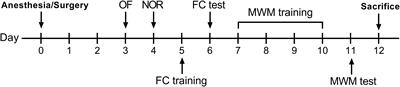 The Investigation of Hippocampus-Dependent Cognitive Decline Induced by Anesthesia/Surgery in Mice Through Integrated Behavioral Z-Scoring